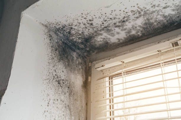 Trusted Crawl Space Mold Removal service in Belford, NJ - Cheap Mold Removal